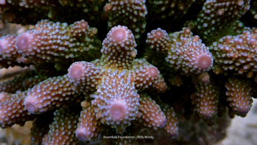 Acropora humilis