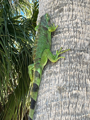 Green Iguana
