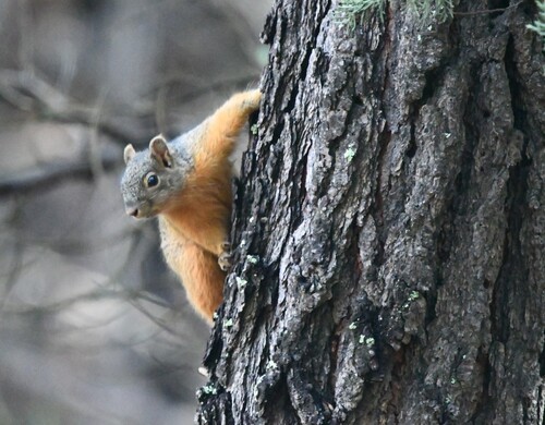 Chiricahua Fox Squirrel observed by toadfish