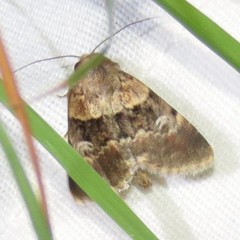 Properigea continens