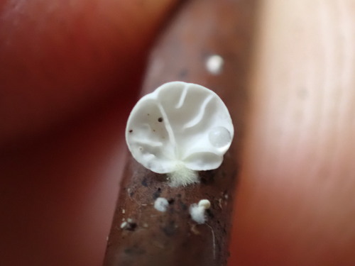 Marasmius observed 2026-01-06