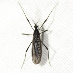 Eugnophomyia