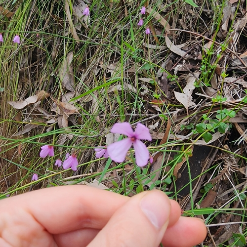 long pink-bells (Tetratheca stenocarpa)