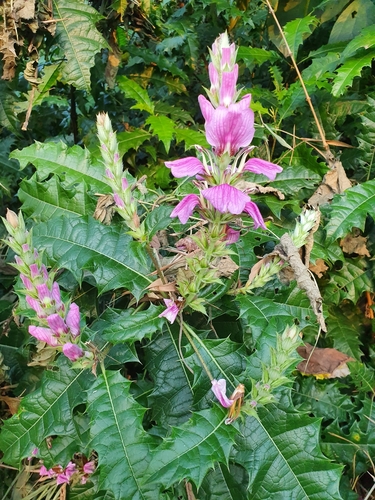 Prickly Bear's Breeches