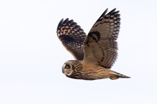 Short-eared Owl