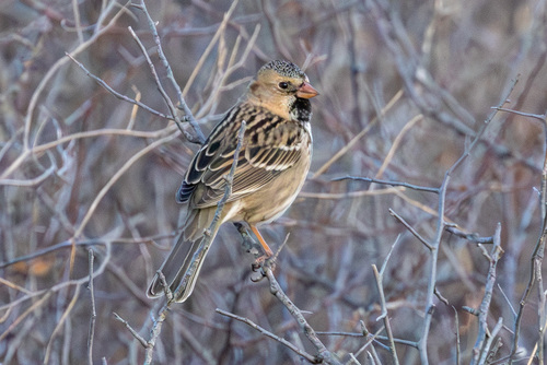 Harris's Sparrow