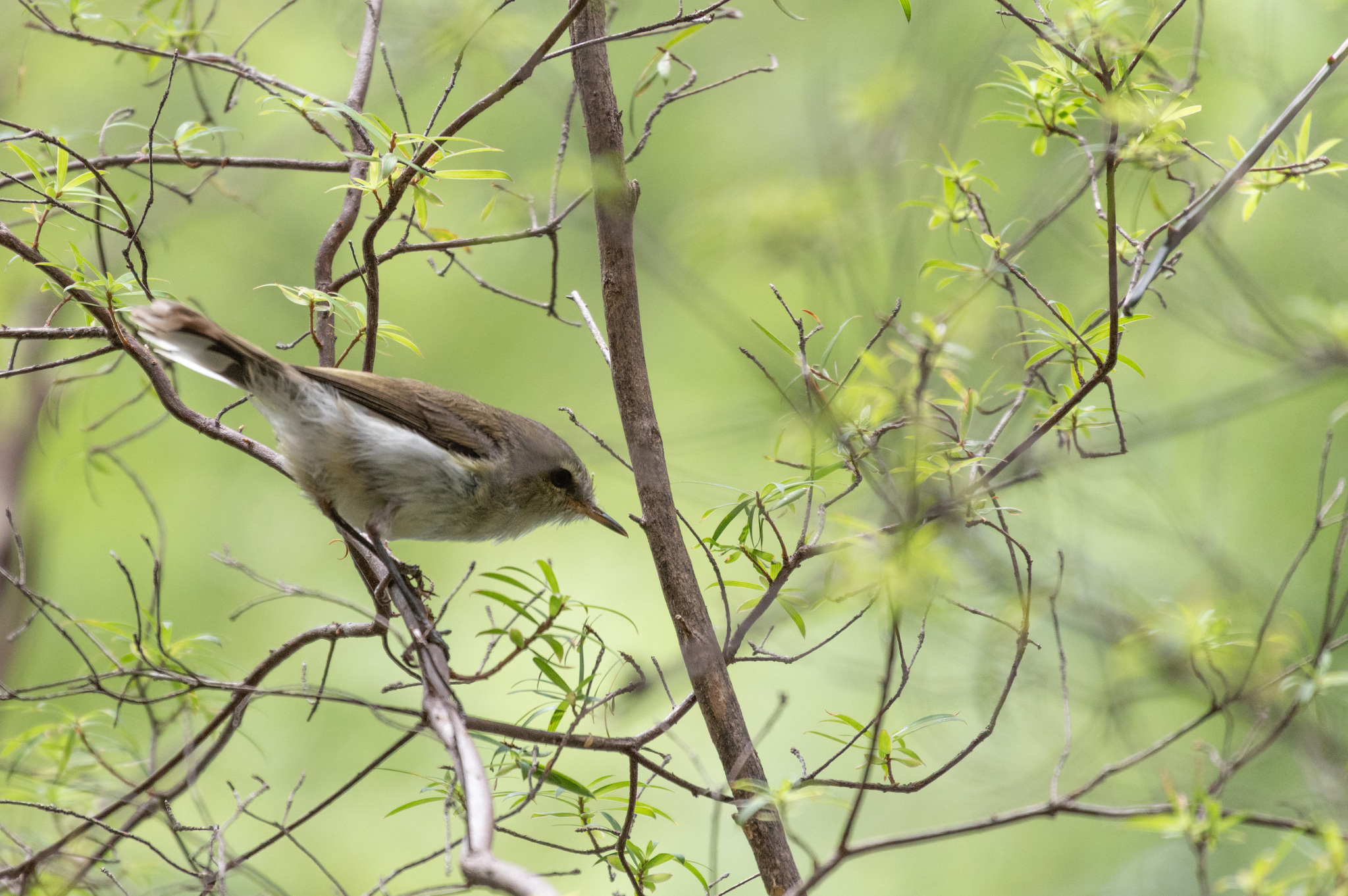 Grey Gerygone (Gerygone igata), photo 7