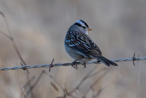 White-crowned Sparrow