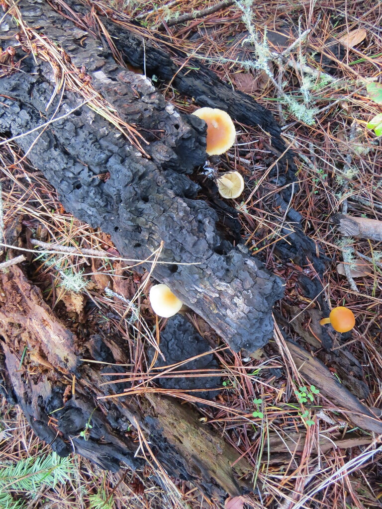 Gymnopilus aurantiophyllus · December 2025 · photo: © garth_harwood (iNaturalist, cc-by)