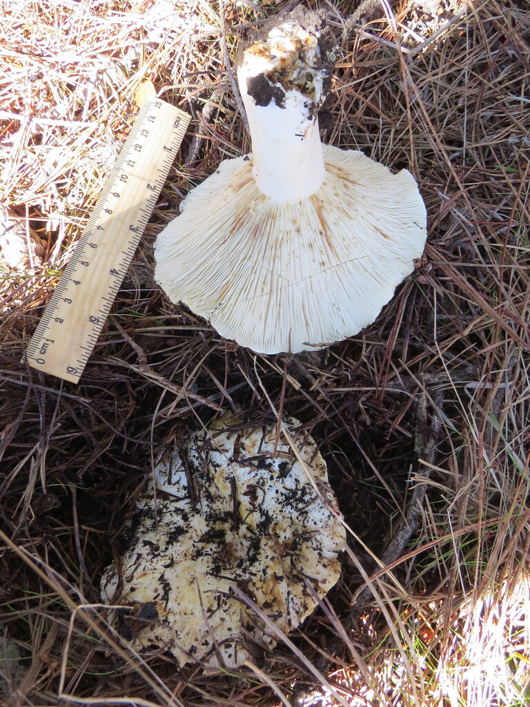 Russula brevipes · December 2025 · photo: © garth_harwood (iNaturalist, cc-by)