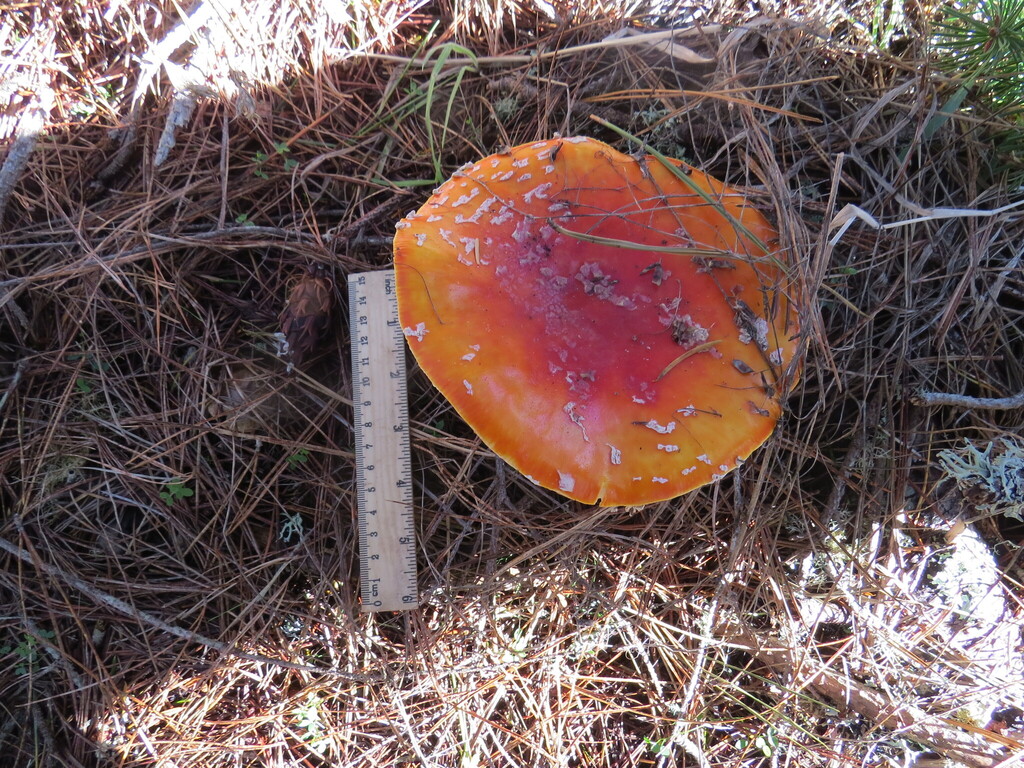 Amanita muscaria flavivolvata · December 2025 · photo: © garth_harwood (iNaturalist, cc-by)