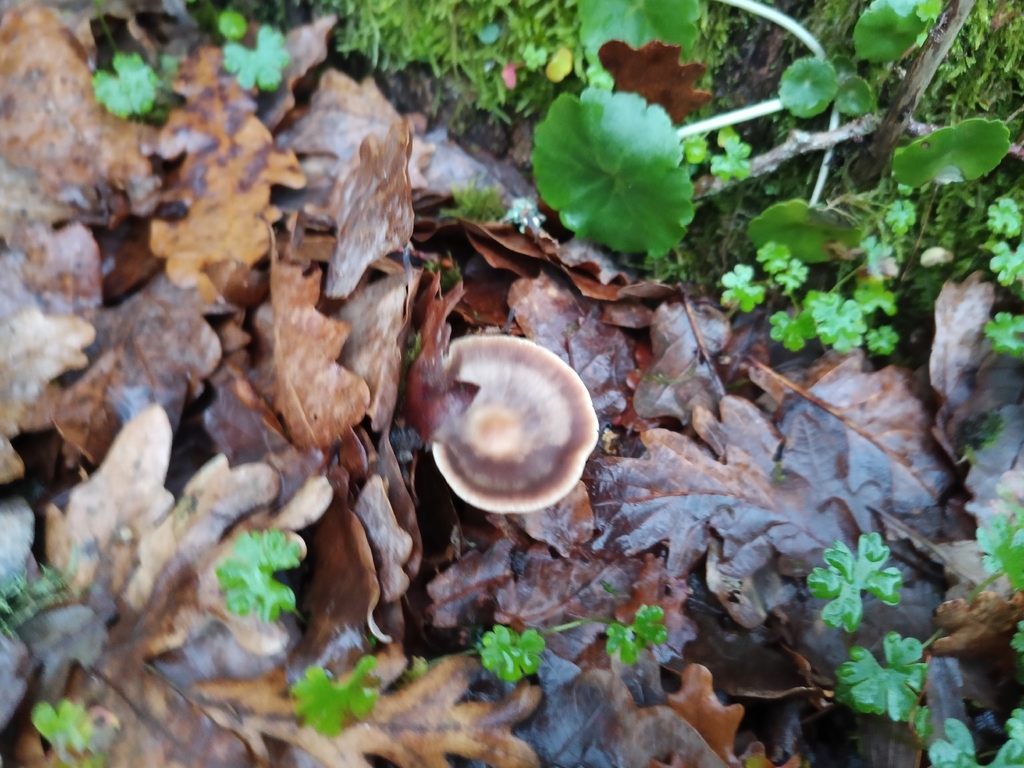 Rhodocollybia asema · January 2026 · photo: © carl_ramirez (iNaturalist, cc-by)