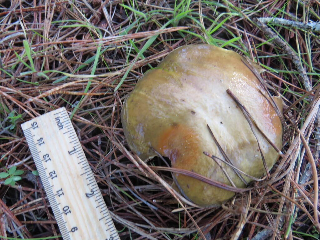 Suillus pungens · December 2025 · photo: © garth_harwood (iNaturalist, cc-by)