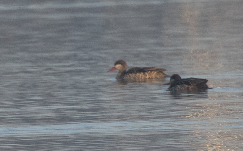 iNaturalist: (c) avocat, some rights reserved (CC BY-NC), uploaded by avocat iNaturalist image