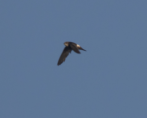 Horus Swift (Apus horus), photo 2