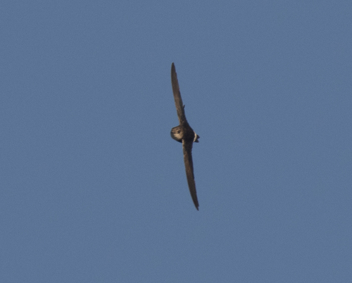 Horus Swift (Apus horus), photo 10