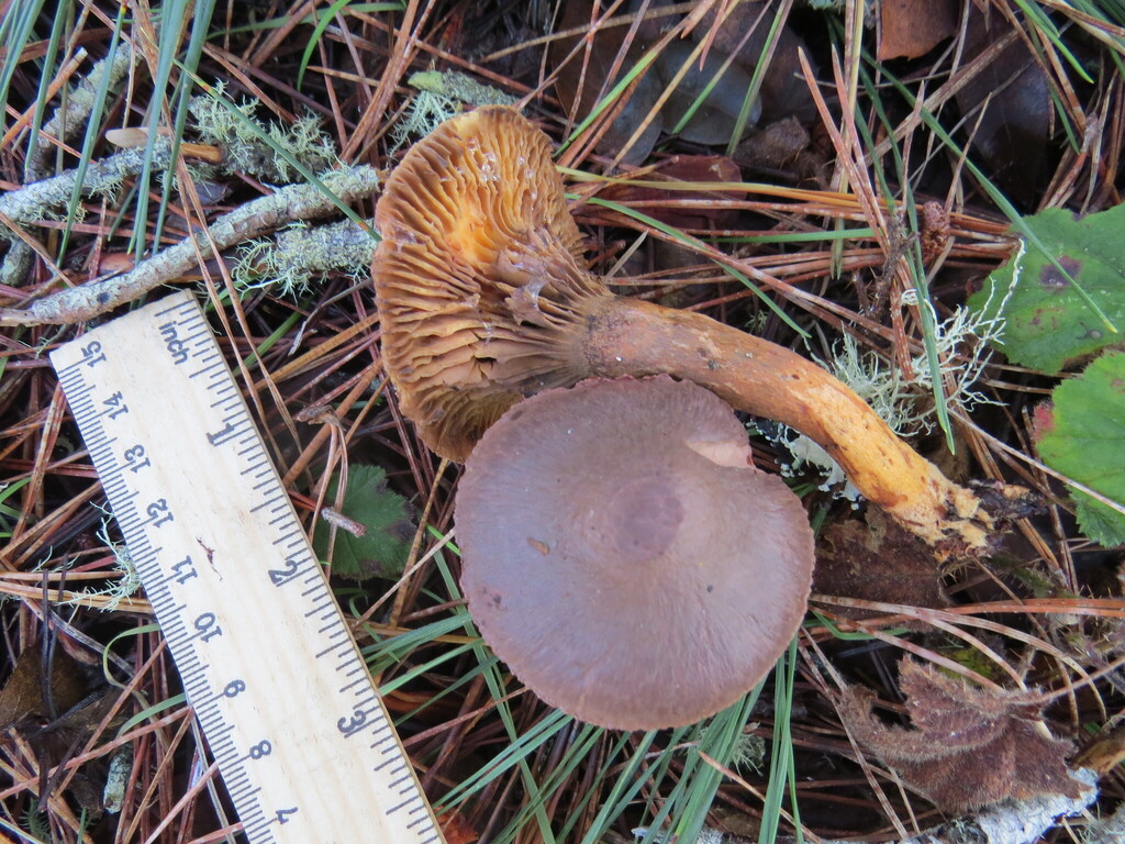 Chroogomphus vinicolor · December 2025 · photo: © garth_harwood (iNaturalist, cc-by)