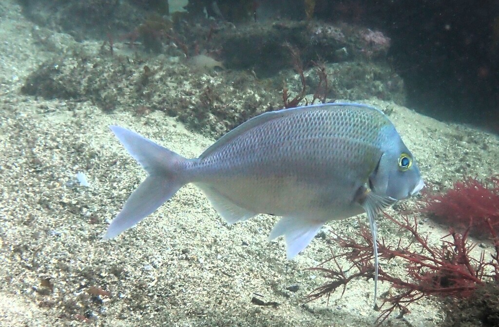 Blue morwong (Nemadactylus douglasii) — Cheilodactylidae