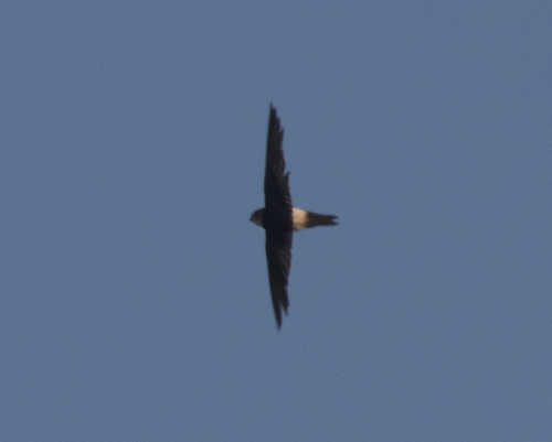Horus Swift (Apus horus), photo 1