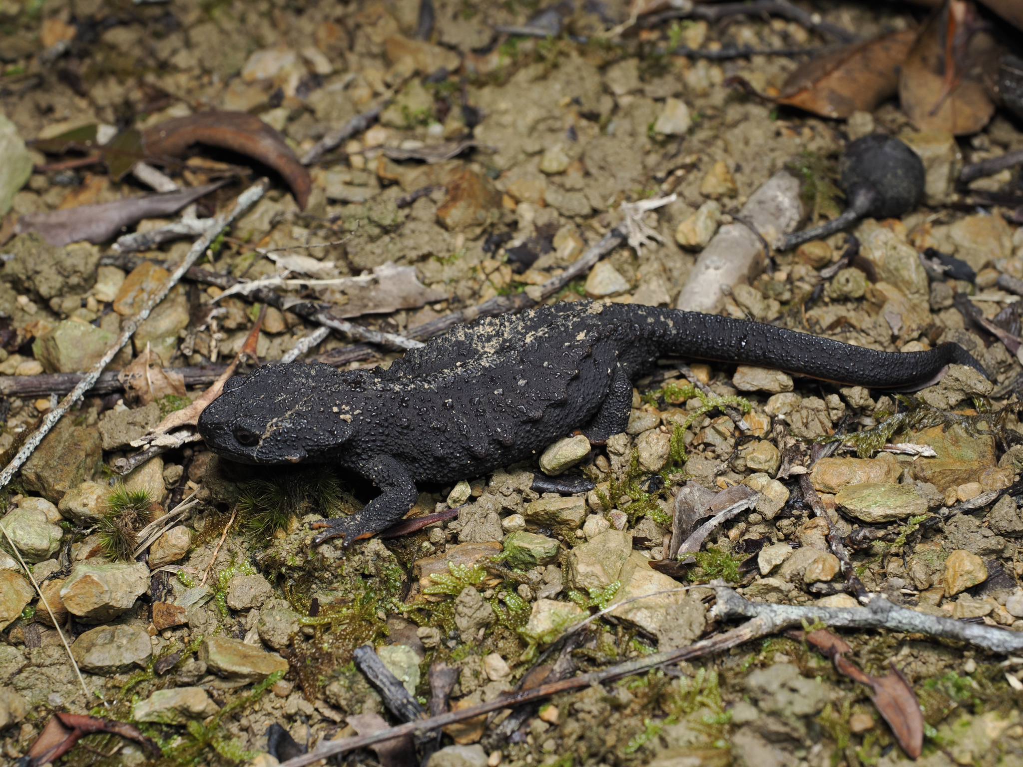 Raffaelli's Spiny Crocodile Newt photo 5