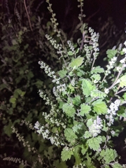 Ambrosia cordifolia