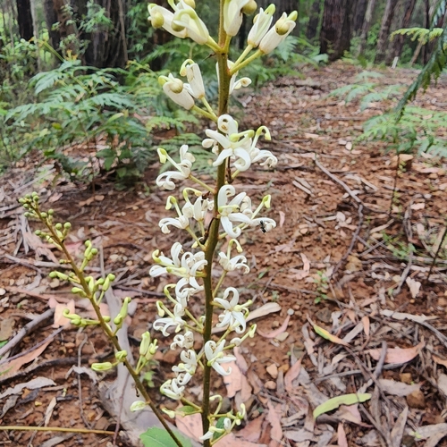 Holly Lomatia (Lomatia ilicifolia)