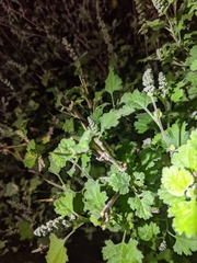 Ambrosia cordifolia