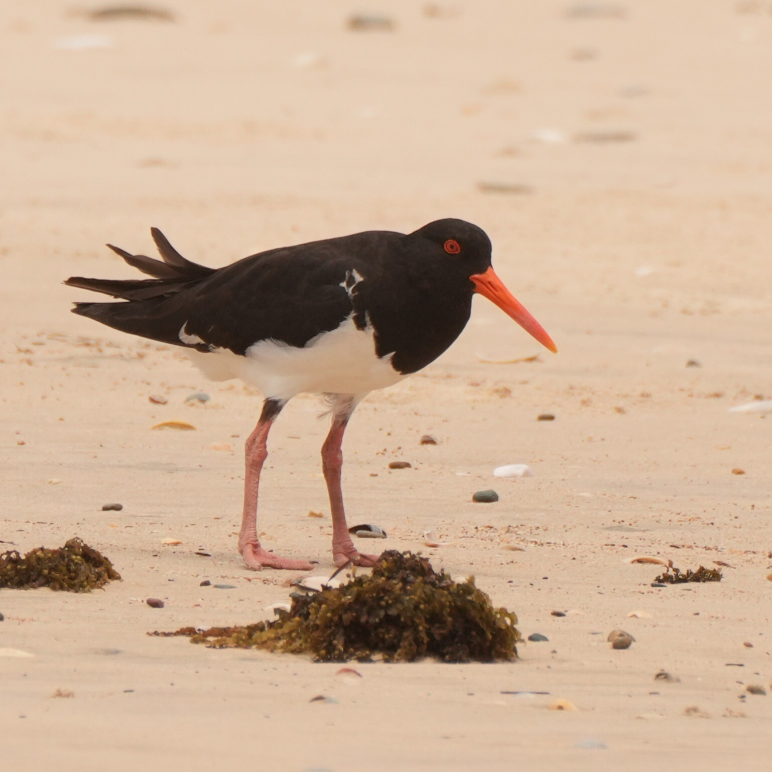 Pied Oystercatcher (Haematopus longirostris), photo 9