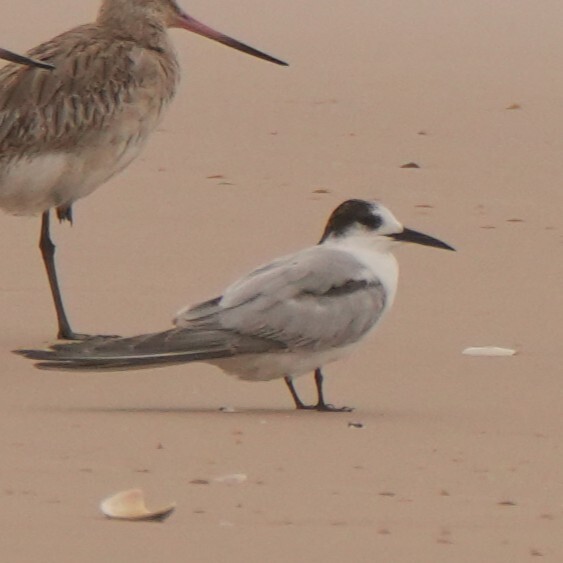 Common Tern (Sterna hirundo), photo 2