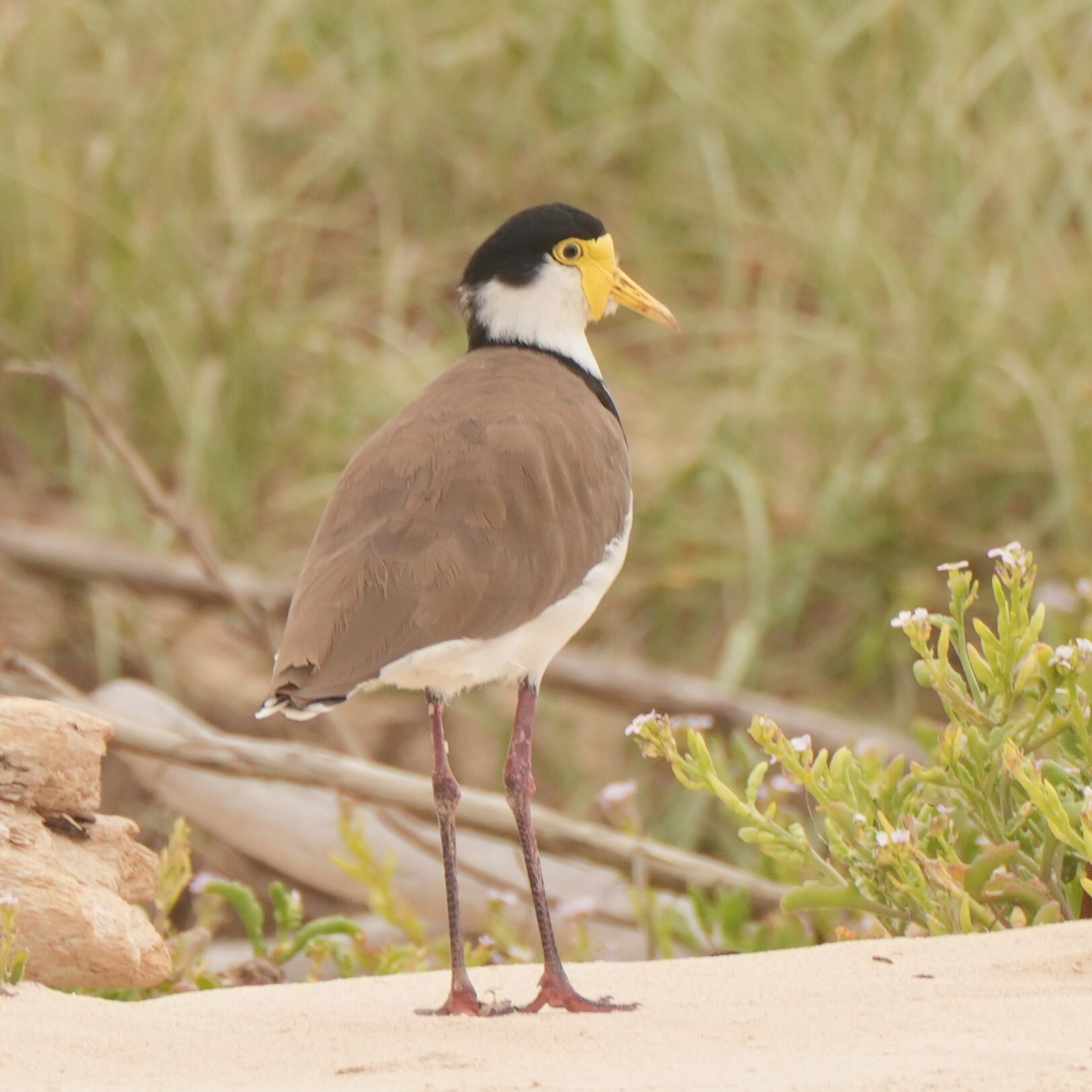 Masked Lapwing (Vanellus miles), photo 5