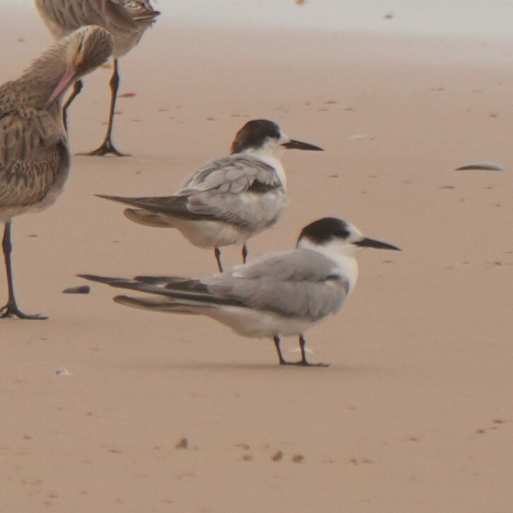 Common Tern (Sterna hirundo), photo 3