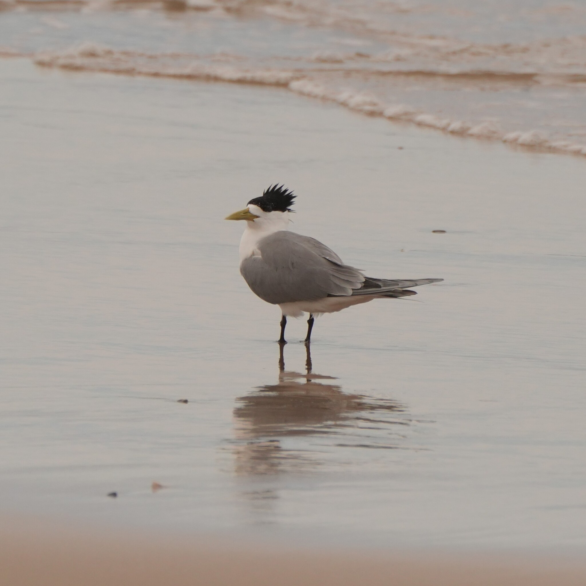 Greater Crested Tern (Thalasseus bergii), photo 7