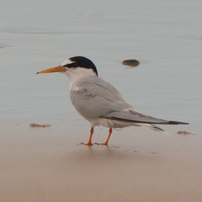 Little Tern (Sternula albifrons), photo 3