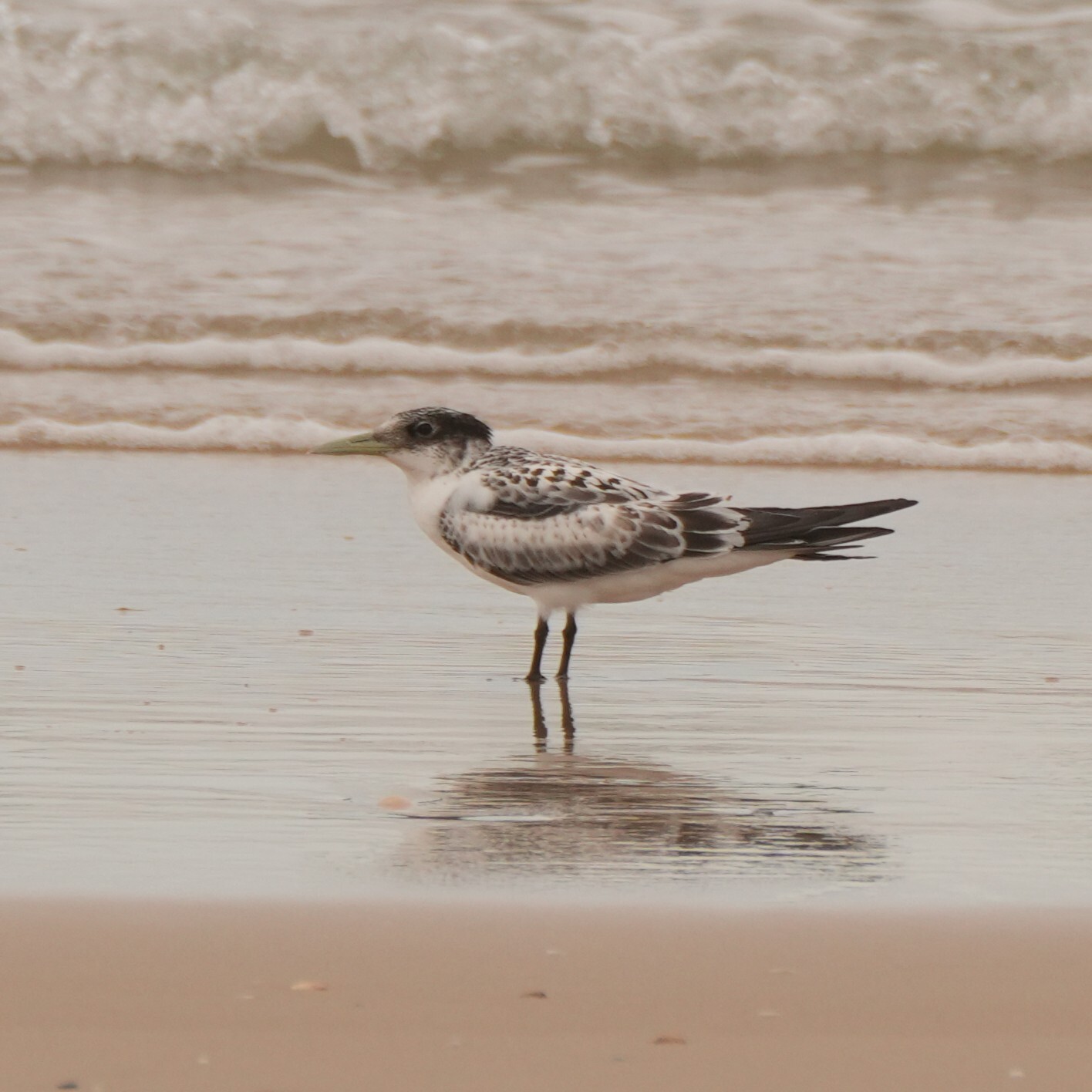 Greater Crested Tern (Thalasseus bergii), photo 4