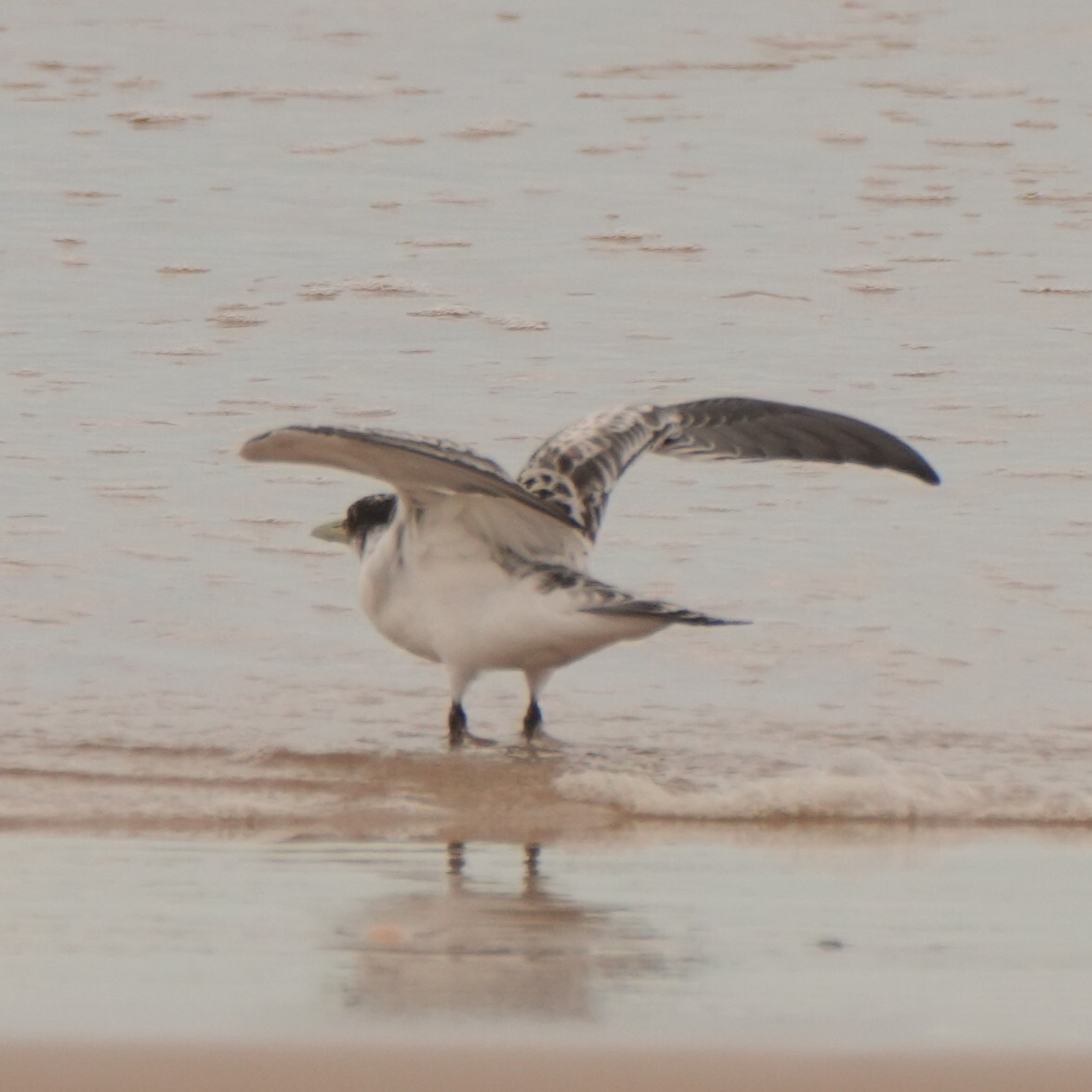 Greater Crested Tern (Thalasseus bergii), photo 5