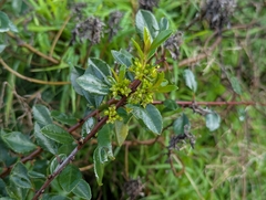 Rhamnus crenulata, photograph (c) Elias, some rights reserved (CC BY)