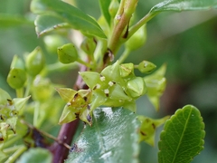 Rhamnus crenulata, photograph (c) Elias, some rights reserved (CC BY)