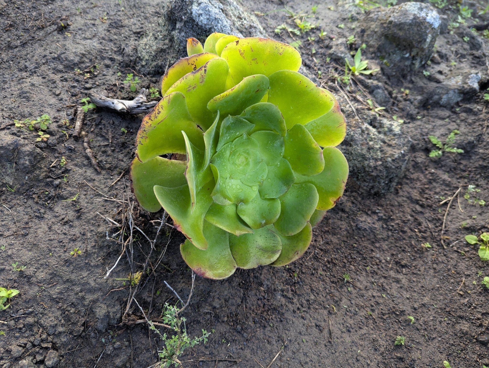 Bejeque de Islas Canarias