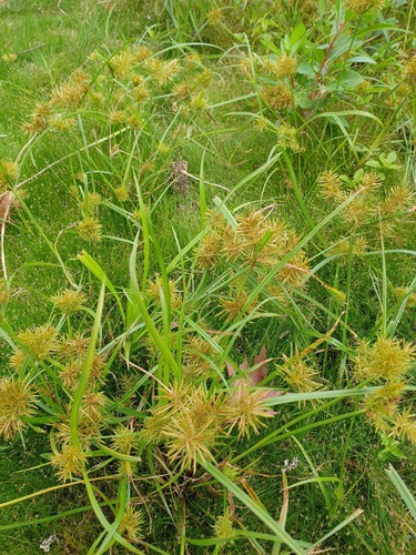 Engelmann's Flatsedge (Cyperus engelmannii)