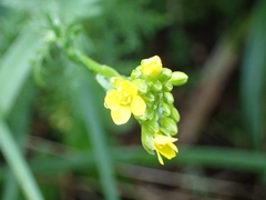 Descurainia millefolia, photograph (c) Elias, some rights reserved (CC BY)