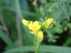 Descurainia millefolia, photograph (c) Elias, some rights reserved (CC BY)