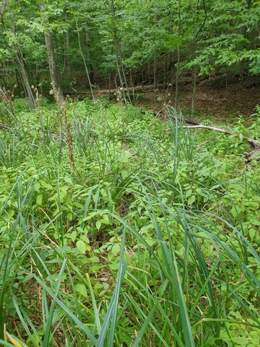 lake sedge (Carex lacustris)