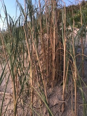 Panicum racemosum