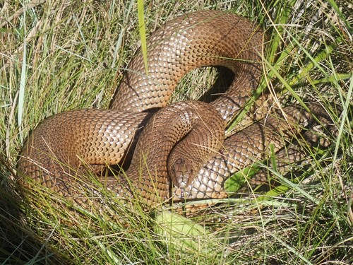 Mole Snake