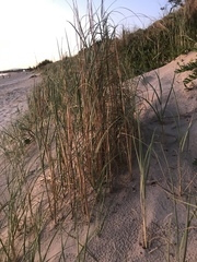 Panicum racemosum