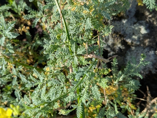 Descurainia millefolia, photograph 3