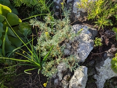 Descurainia millefolia, photograph (c) Elias, some rights reserved (CC BY)