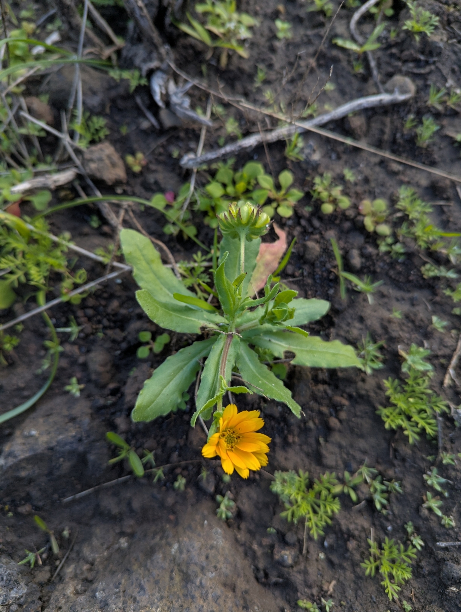 Calendula arvensis