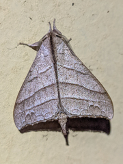 Apatelodidae