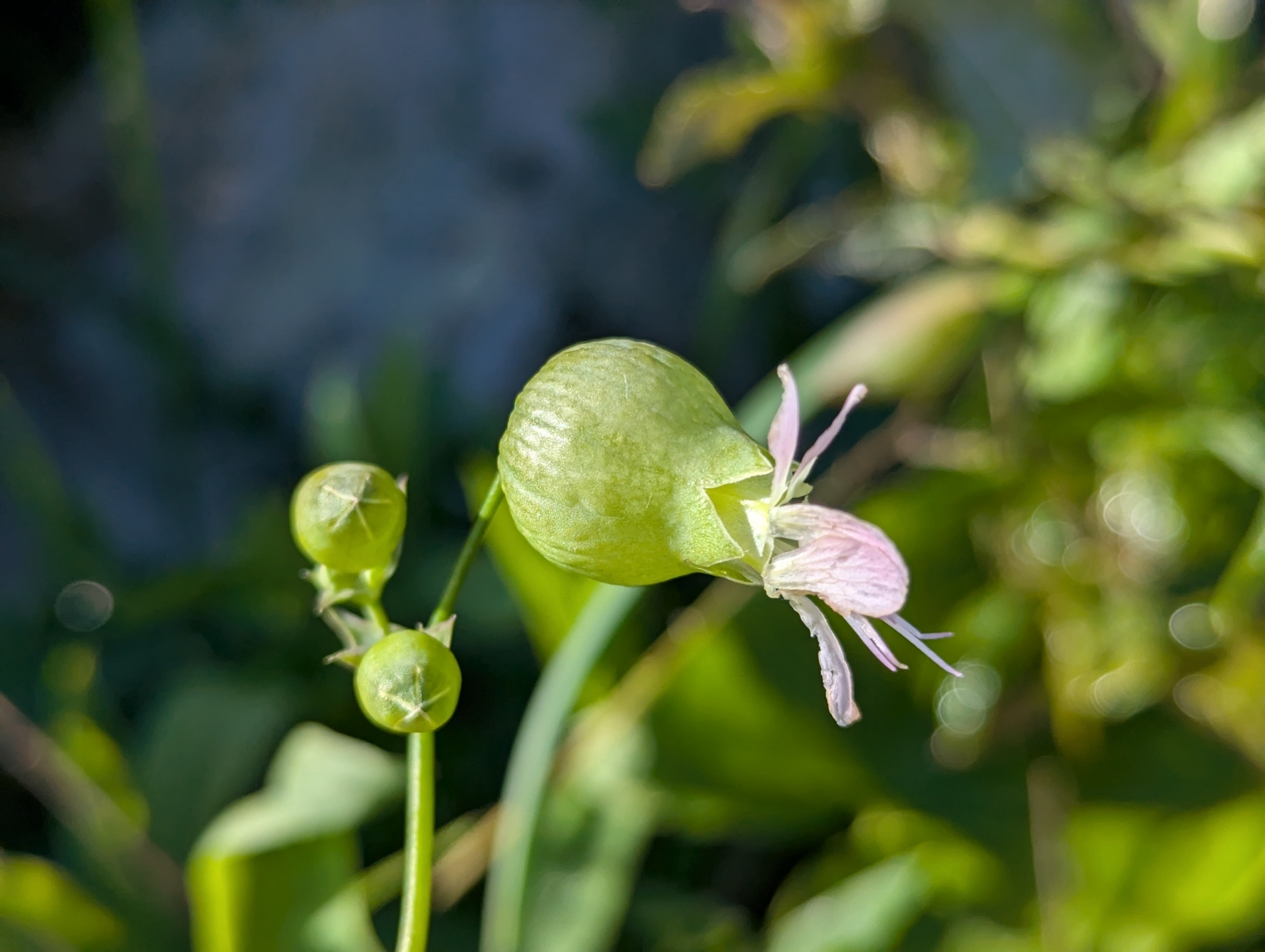 Beispielbild: Taubenkopf-Leimkraut (Silene vulgaris)